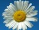 Blume mein-tagestipp