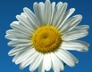 Blume mein-tagestipp