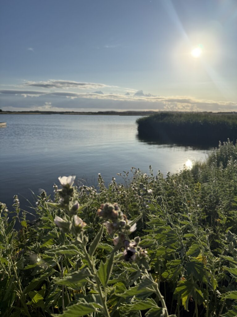 Sehlendorfer Binnensee mit Schilf, Uferpflanzen und Abendsonne