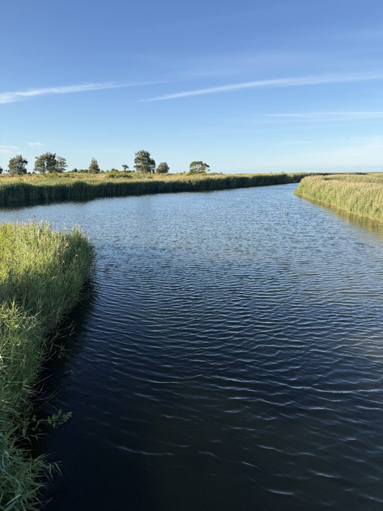 Ruhige Wasserfläche des Sehlendorfer Binnensees zwischen Schilfgürteln