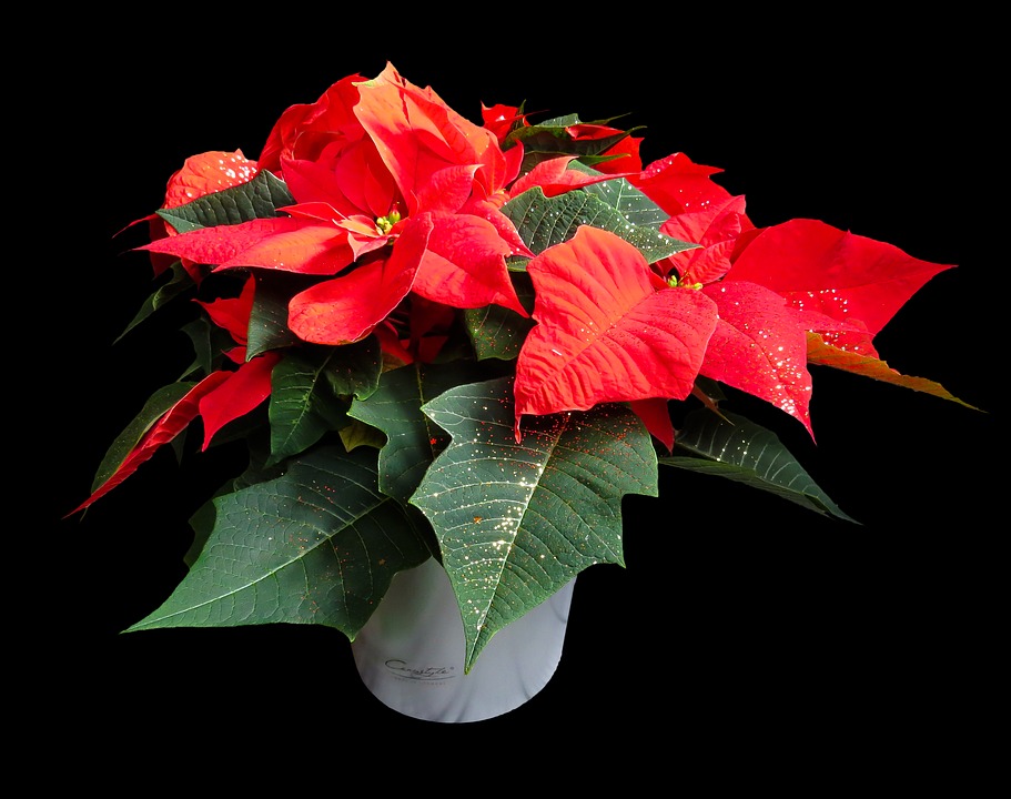 Weihnachtsstern